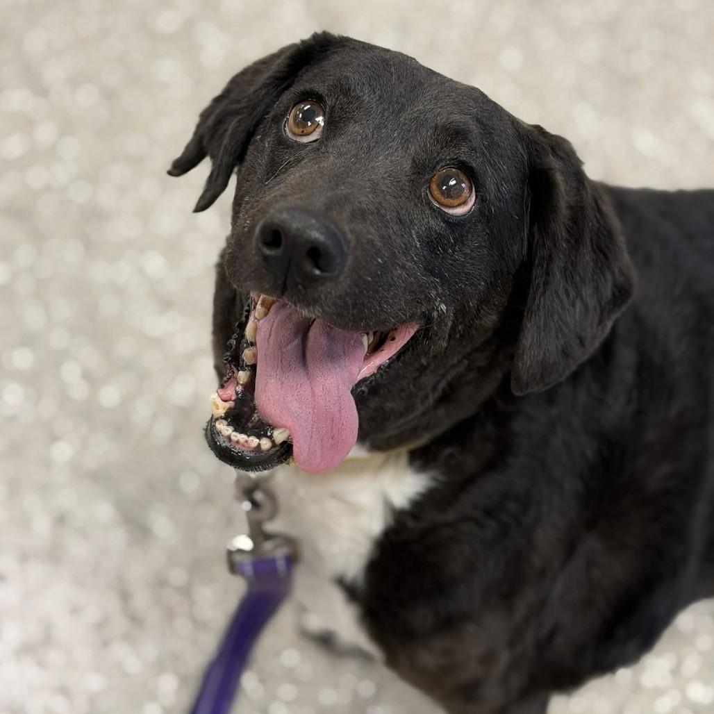 Moldova, Adoptable, Senior Female Labrador Retriever.