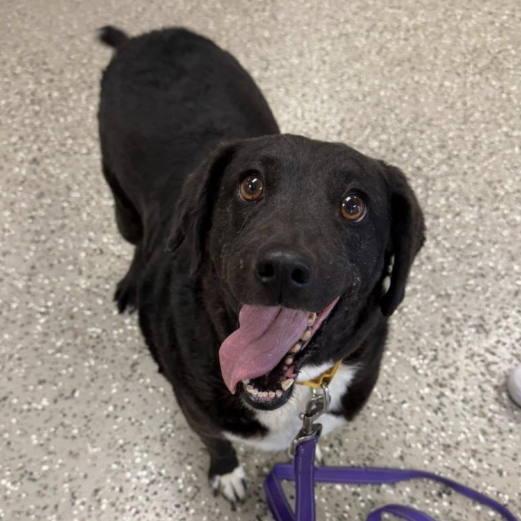 Moldova, a Adoptable mixed breed in Norfolk, NE image 2/4