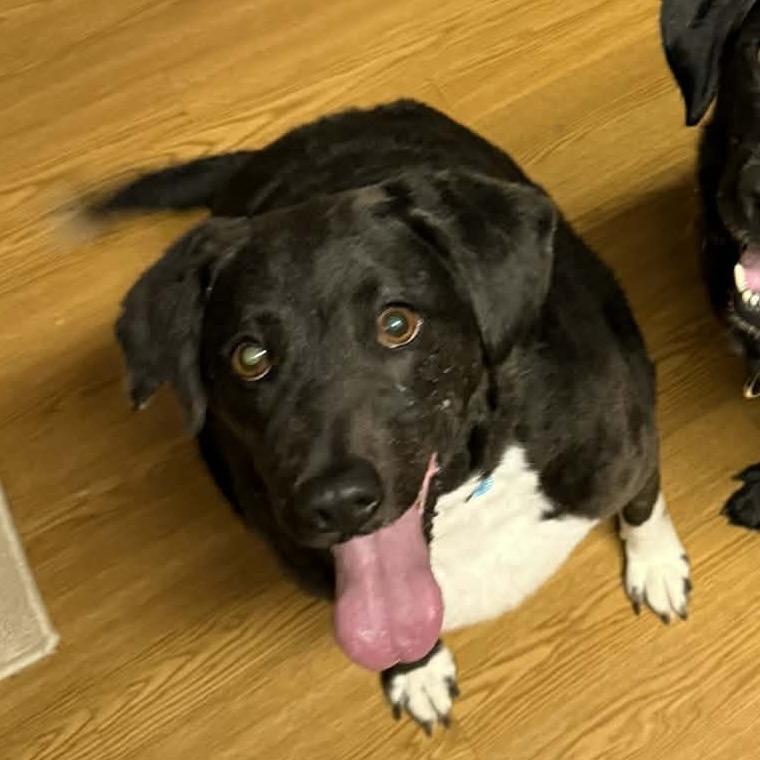 Moldova, a Adoptable mixed breed in Norfolk, NE image 3/4