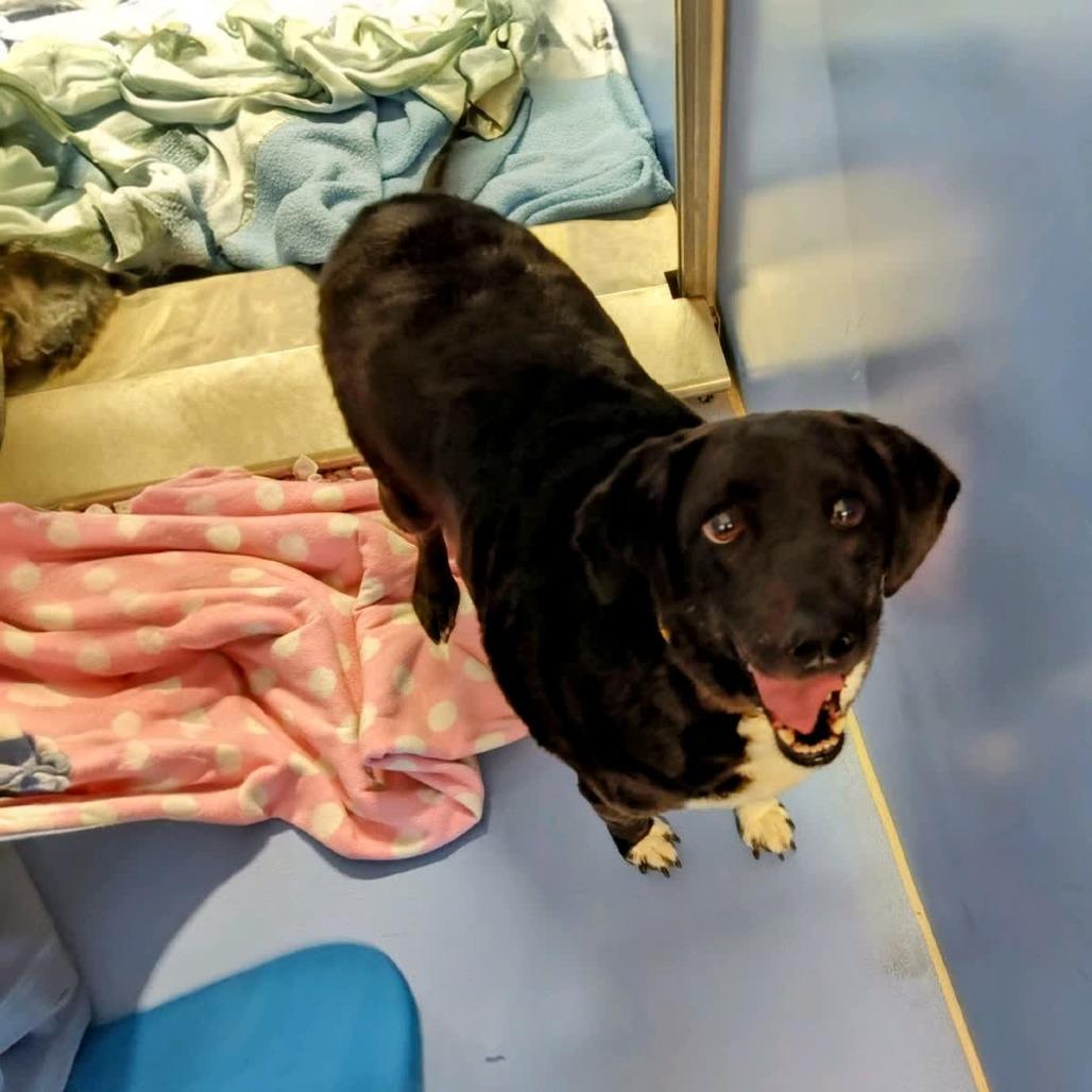 Moldova, a Adoptable mixed breed in Norfolk, NE image 4/4