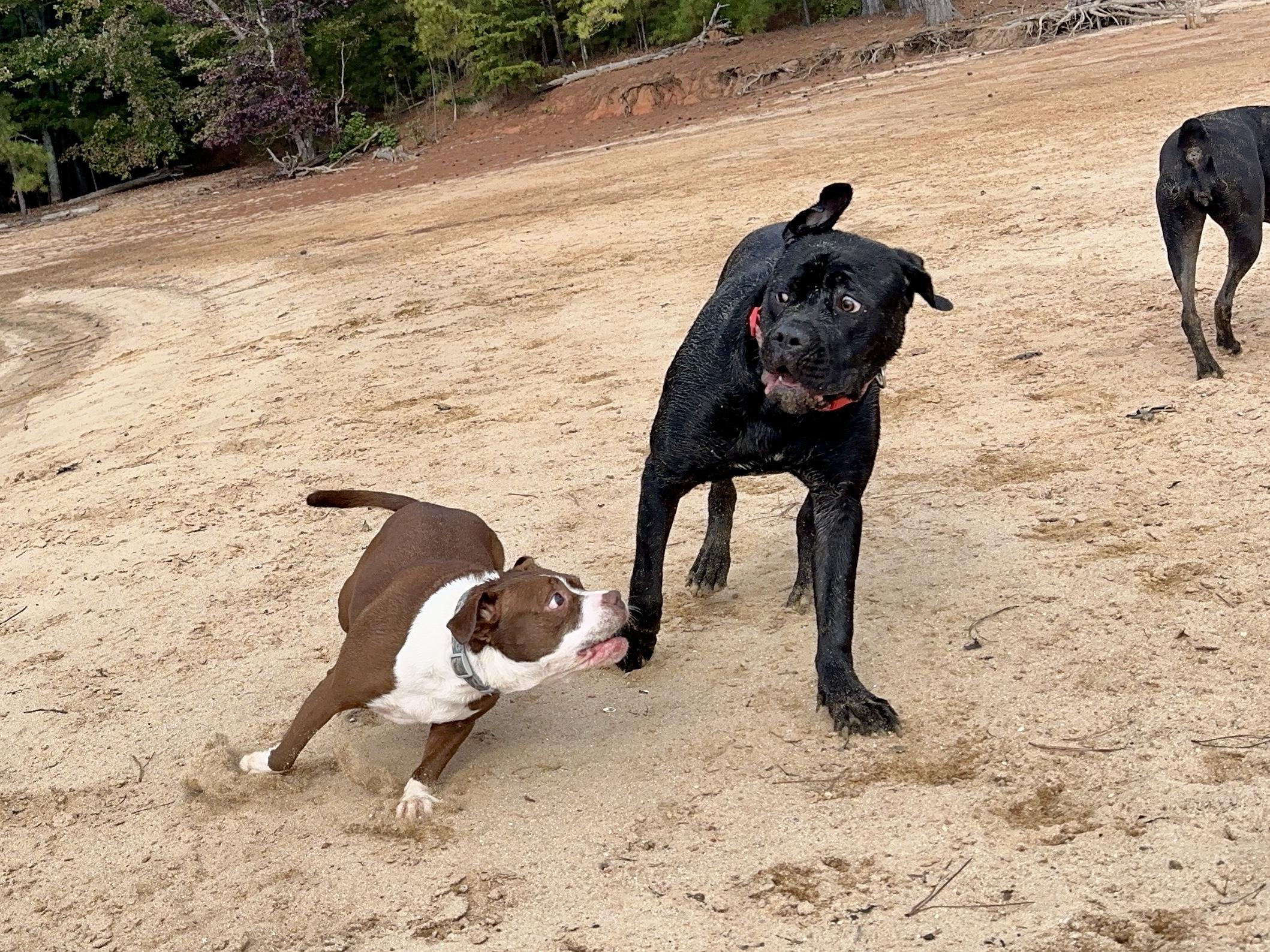 Alice, a Adoptable Boxer in Loganville, GA image 1/6