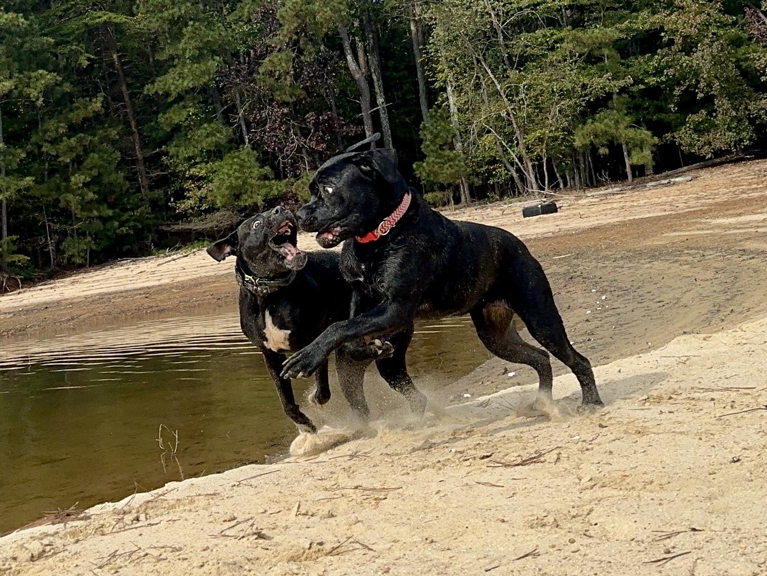 Alice, a Adoptable Boxer in Loganville, GA image 2/6