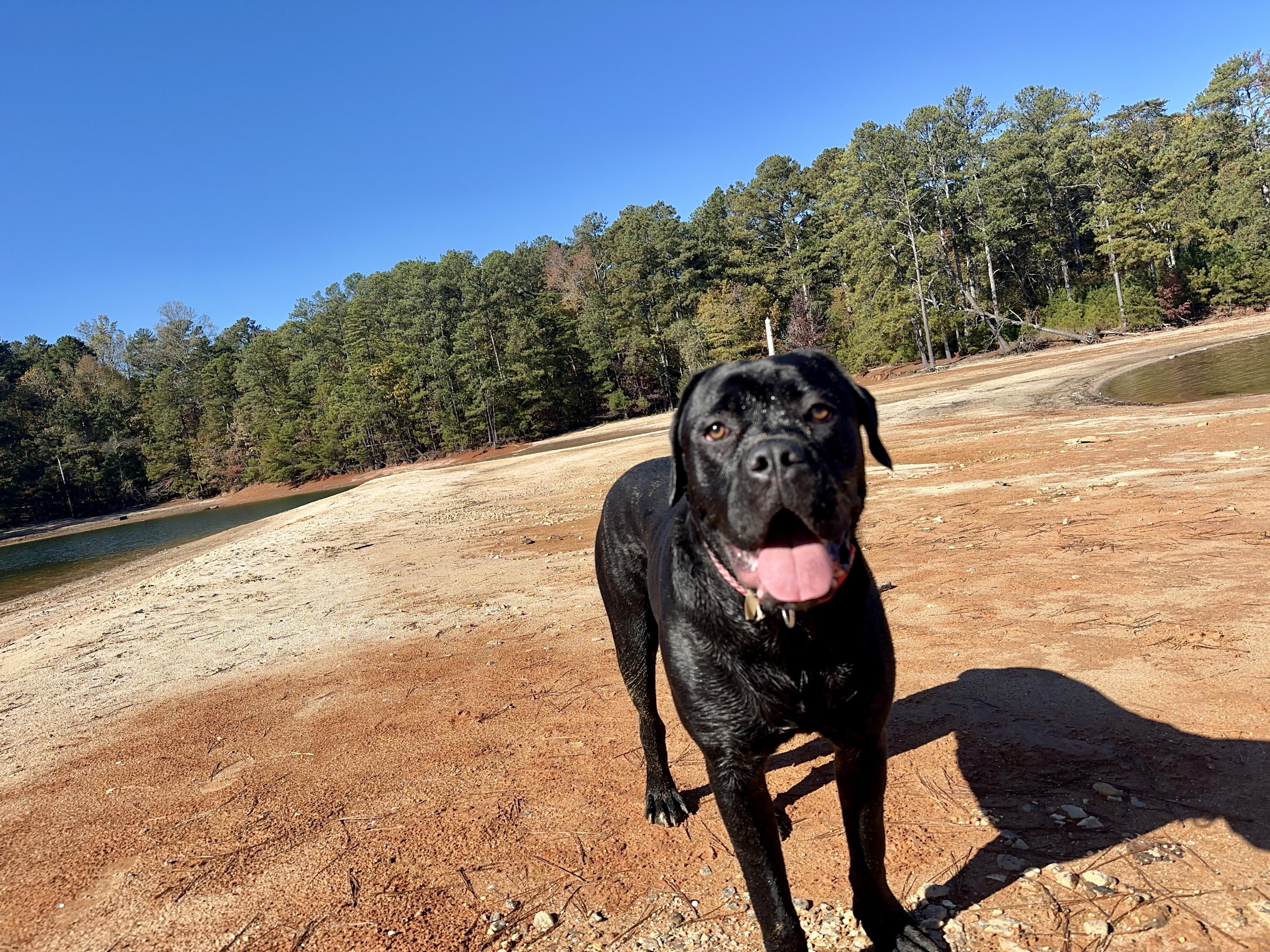 Alice, a Adoptable Boxer in Loganville, GA image 3/6