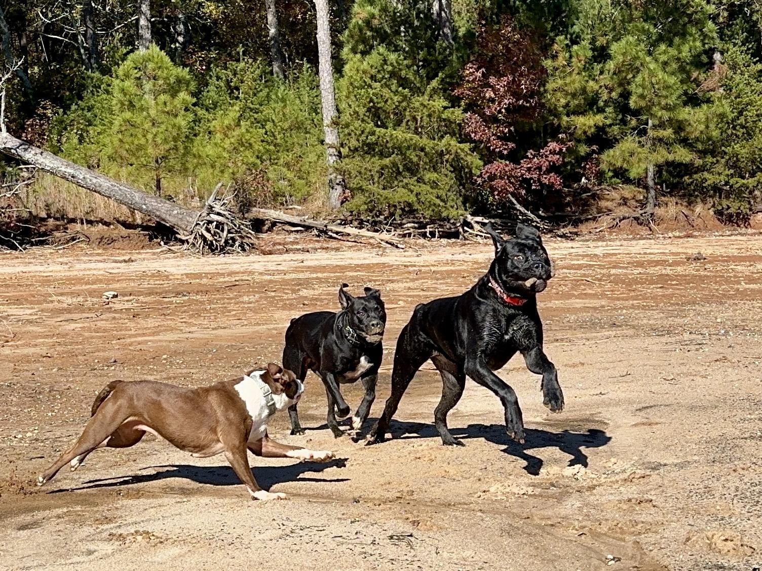 Alice, a Adoptable Boxer in Loganville, GA image 4/6