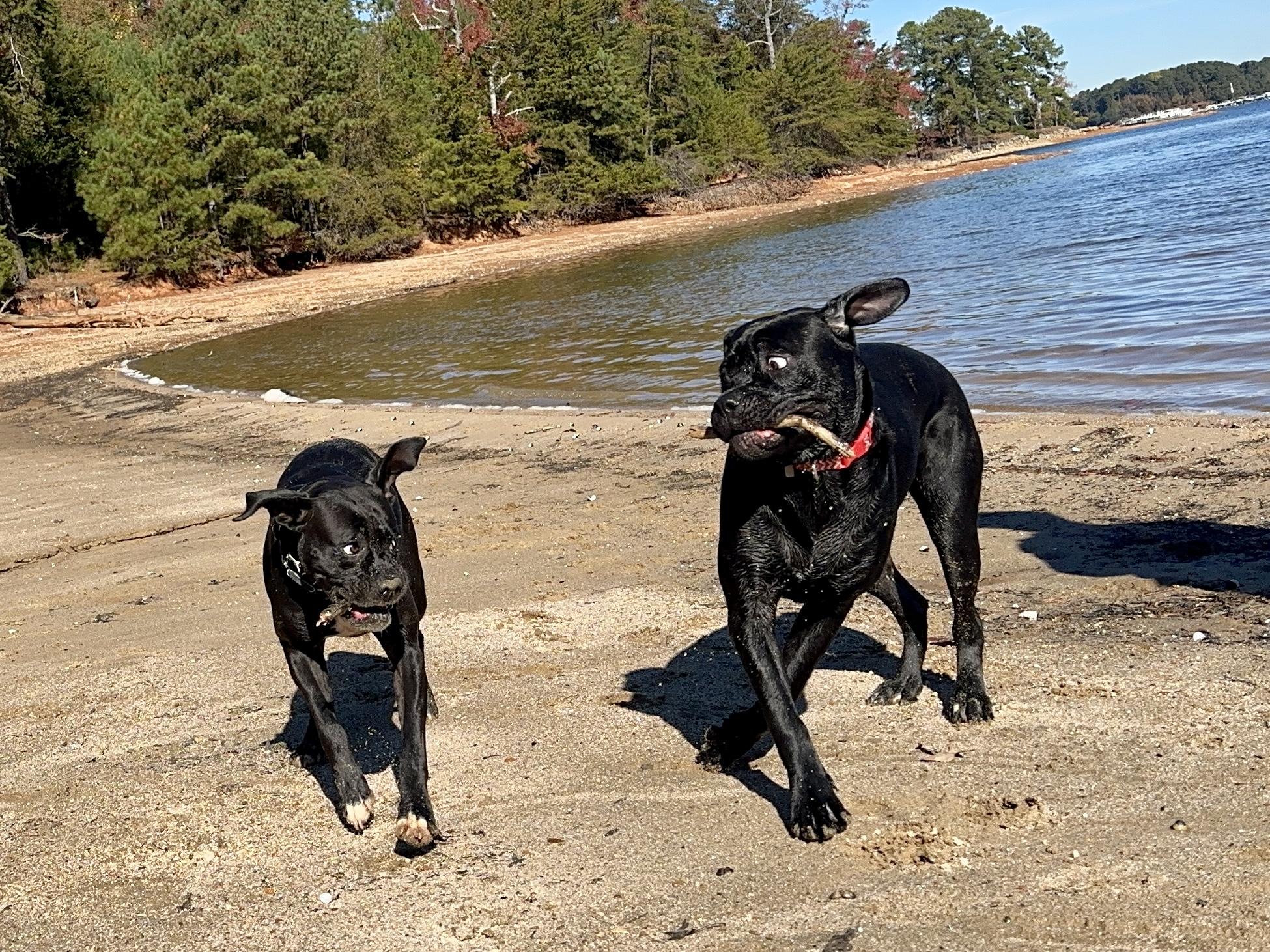 Alice, a Adoptable Boxer in Loganville, GA image 6/6