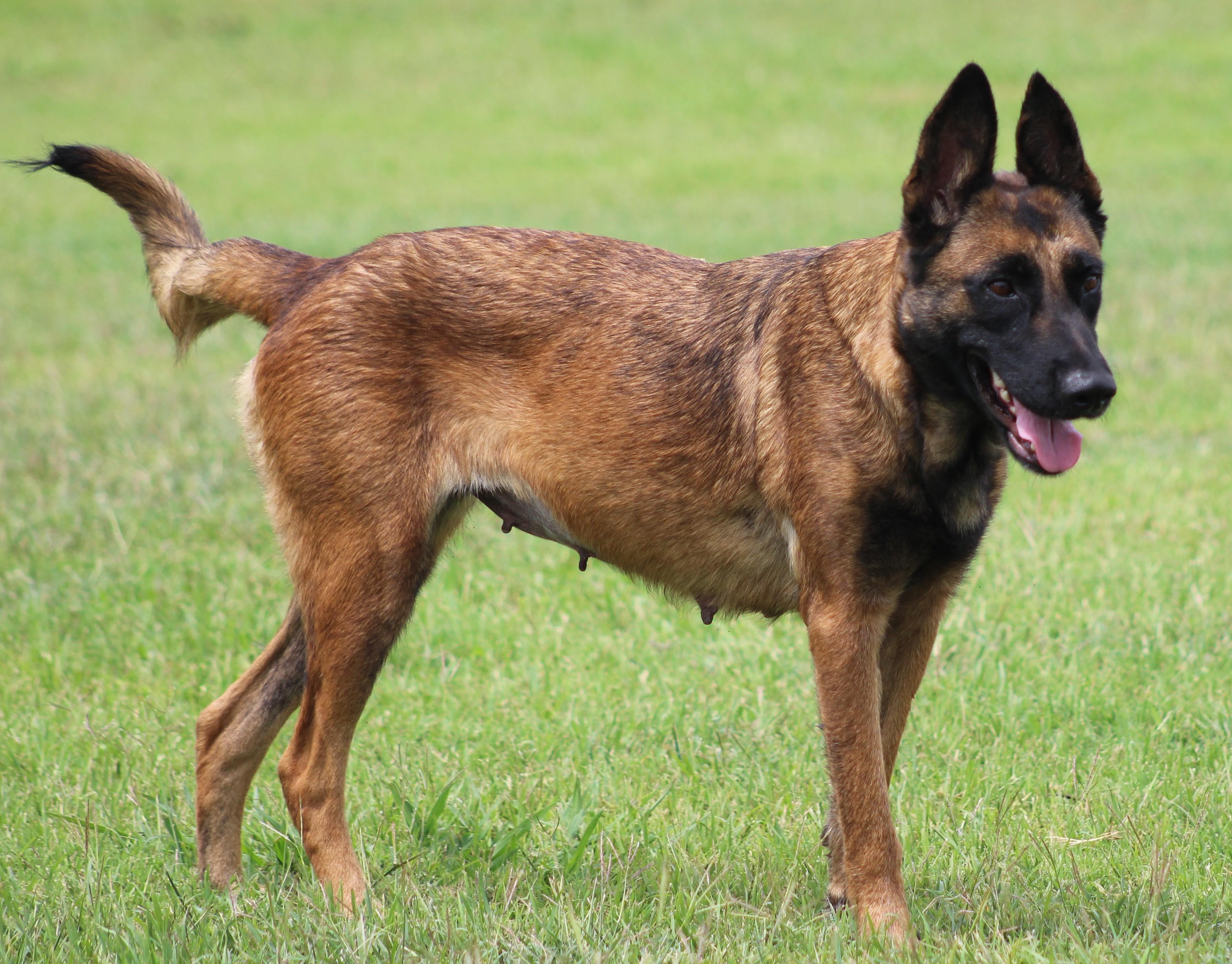 Valley, ADOPTABLE, Adult Female Belgian Shepherd / Malinois & Mixed Breed.