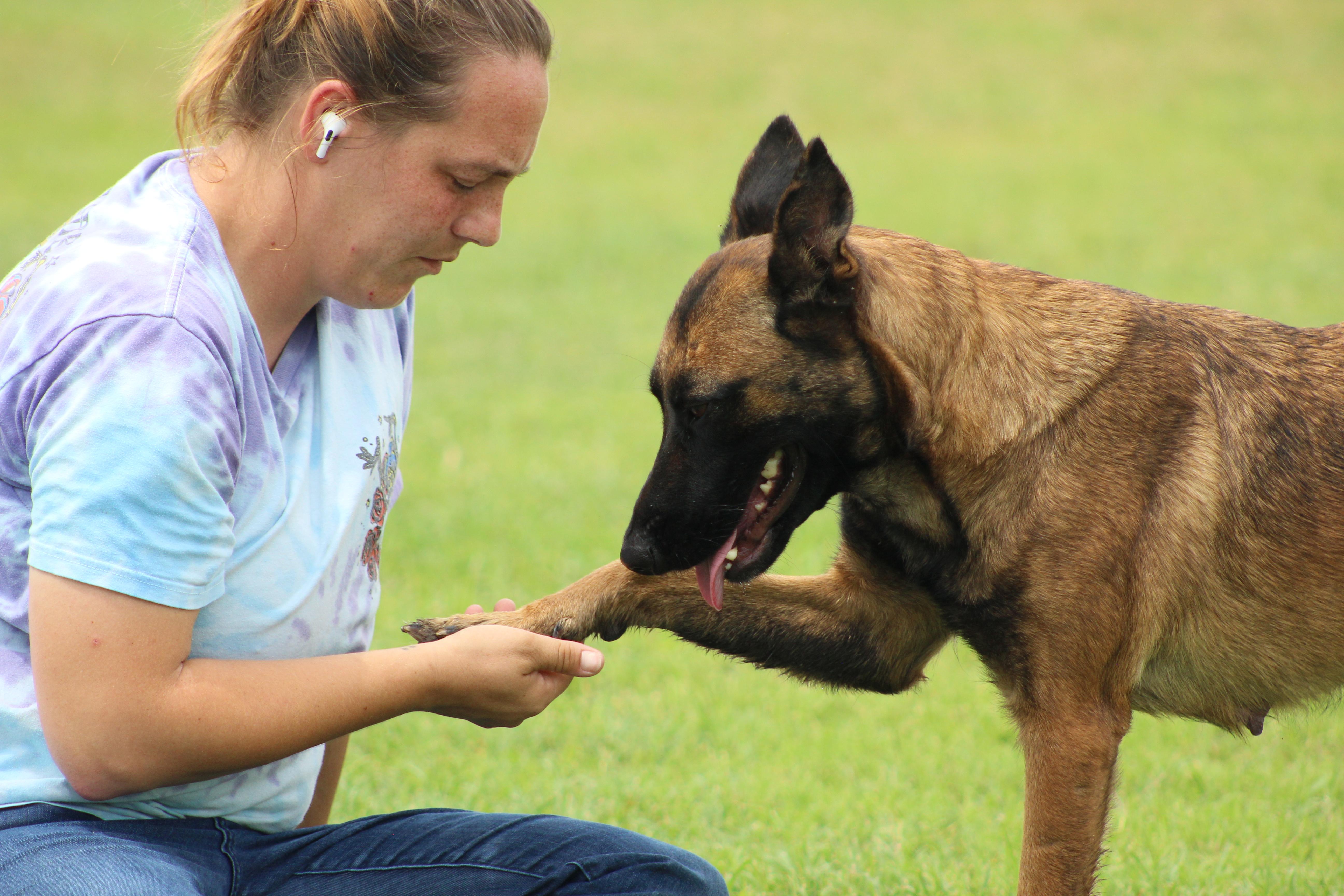 Valley, a ADOPTABLE mixed breed in Temple, TX image 6/6