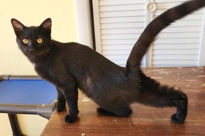 Enlarge Morticia, a Adopted mixed breed in Fairfield, IA image 1/1