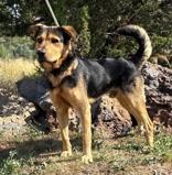 Enlarge Buck, a Adoptable mixed breed in Lakeside, AZ image 1/1
