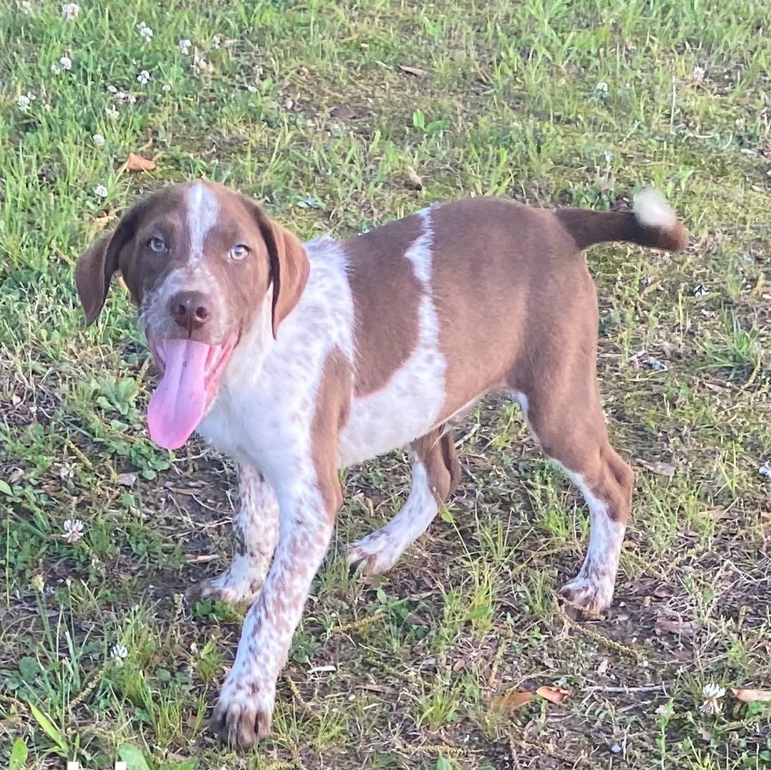 Enlarge Donald*, a Adoptable mixed breed in Coventry, RI image 2/5