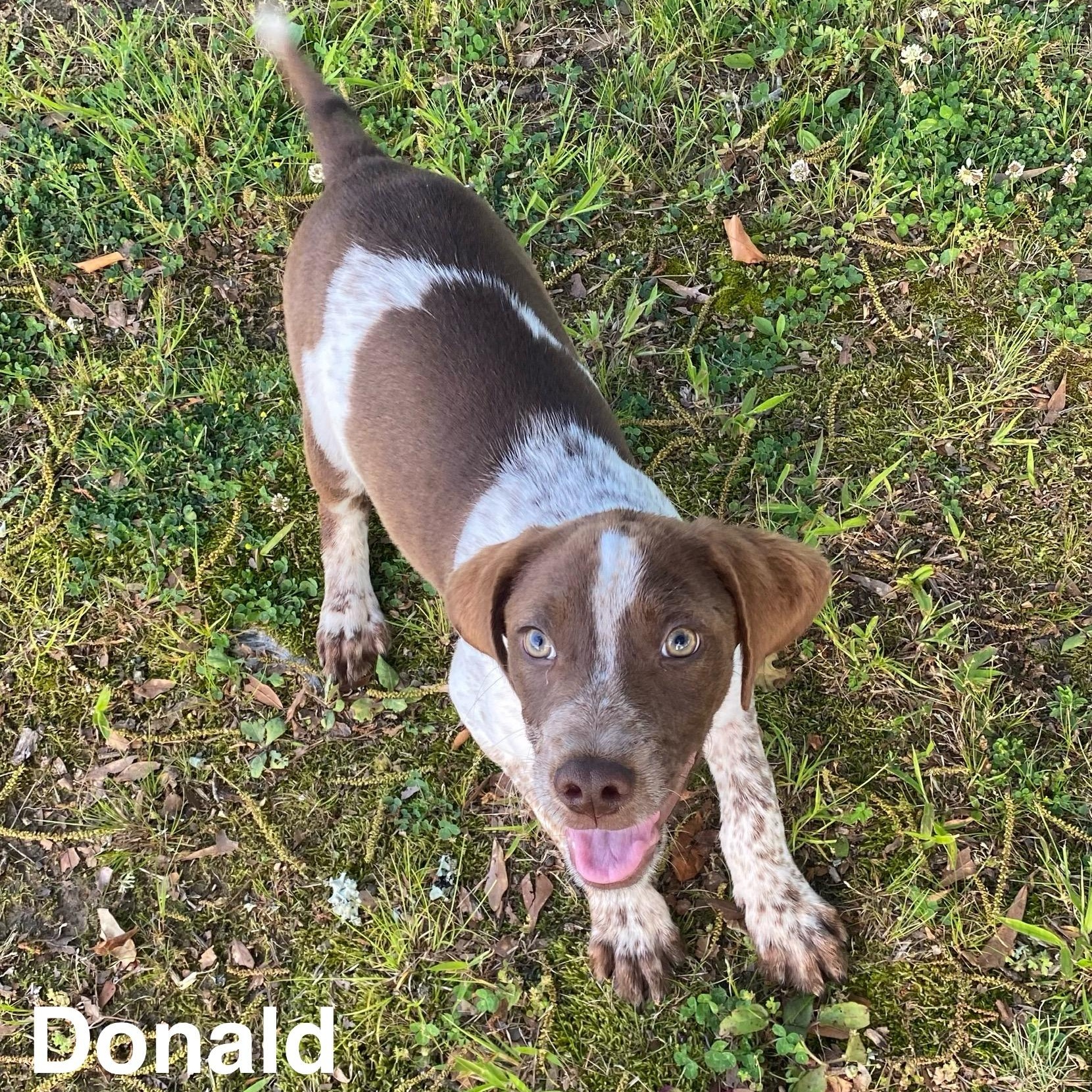 Enlarge Donald*, a Adoptable mixed breed in Coventry, RI image 4/5