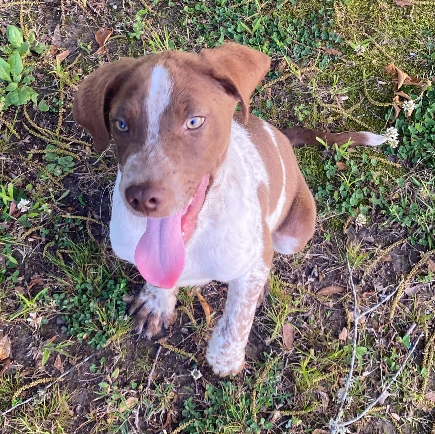 Enlarge Donald*, a Adoptable mixed breed in Coventry, RI image 3/5