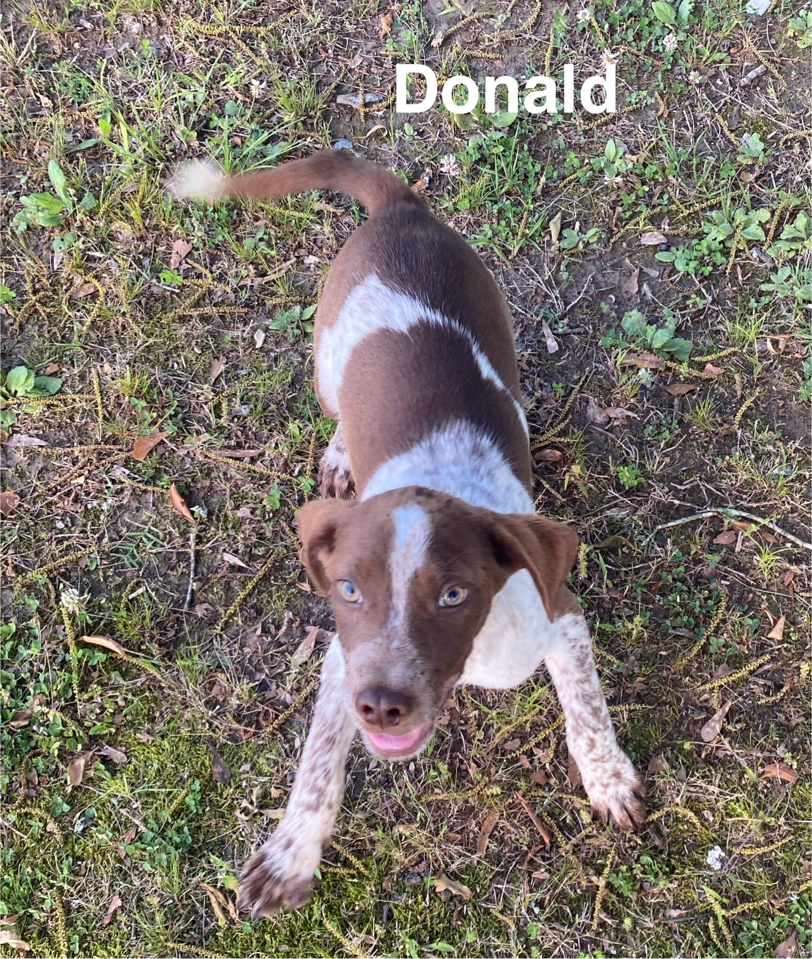 Enlarge Donald*, a Adoptable mixed breed in Coventry, RI image 5/5