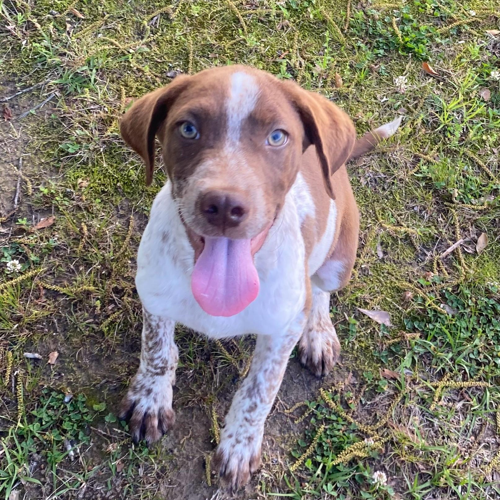 Donald*, Adoptable, Puppy Male German Shorthaired Pointer & Labrador Retriever.