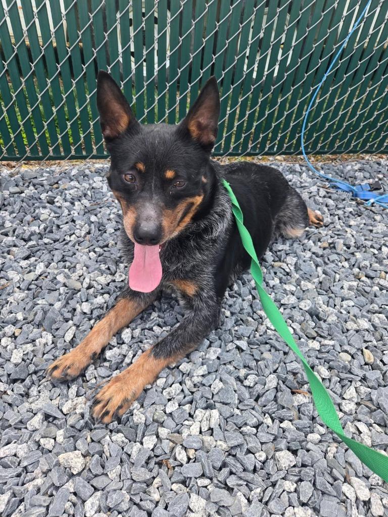 Enlarge Ace (Bullet), a Adoptable Cattle Dog in Mount Gilead, NC image 1/5