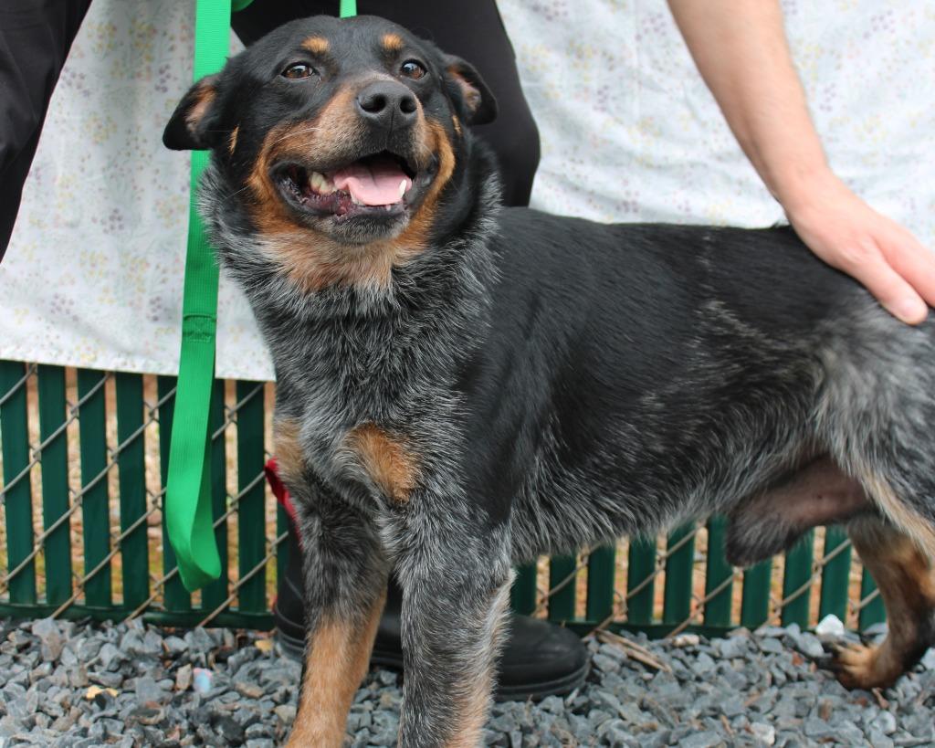 Enlarge Ace (Bullet), a Adoptable Cattle Dog in Mount Gilead, NC image 2/5