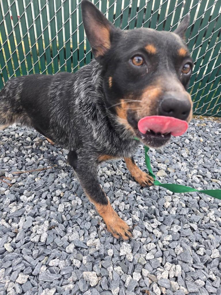 Enlarge Ace (Bullet), a Adoptable Cattle Dog in Mount Gilead, NC image 3/5