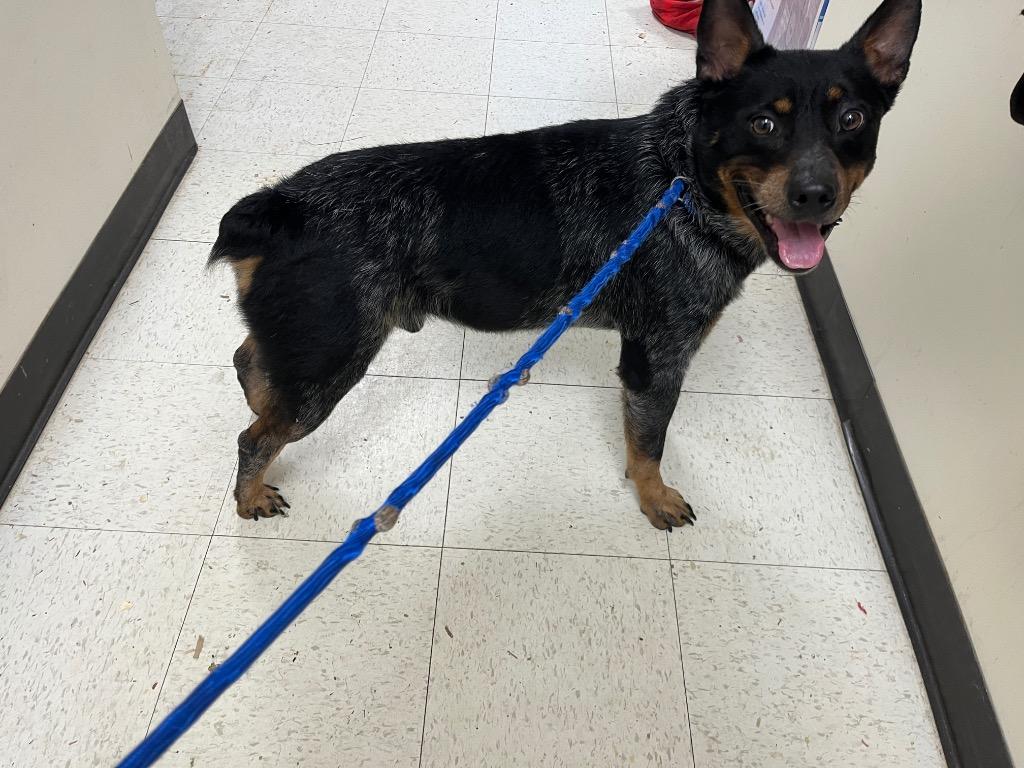 Enlarge Ace (Bullet), a Adoptable Cattle Dog in Mount Gilead, NC image 4/5