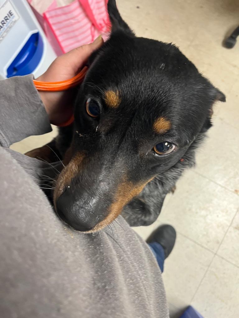 Enlarge Ace (Bullet), a Adoptable Cattle Dog in Mount Gilead, NC image 5/5