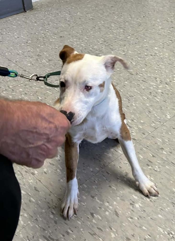 Dot, Adoptable, Young Male Terrier.