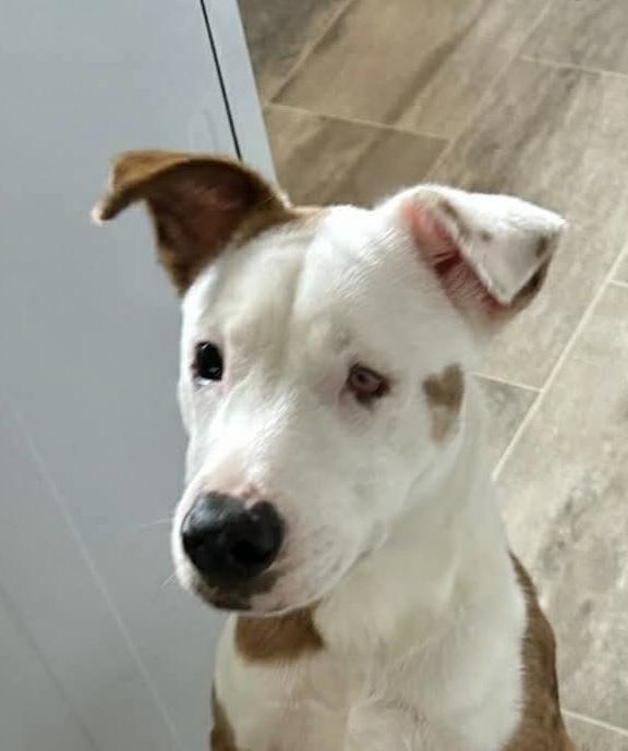 Enlarge Dot, a Adoptable mixed breed in Syracuse, NY image 1/6