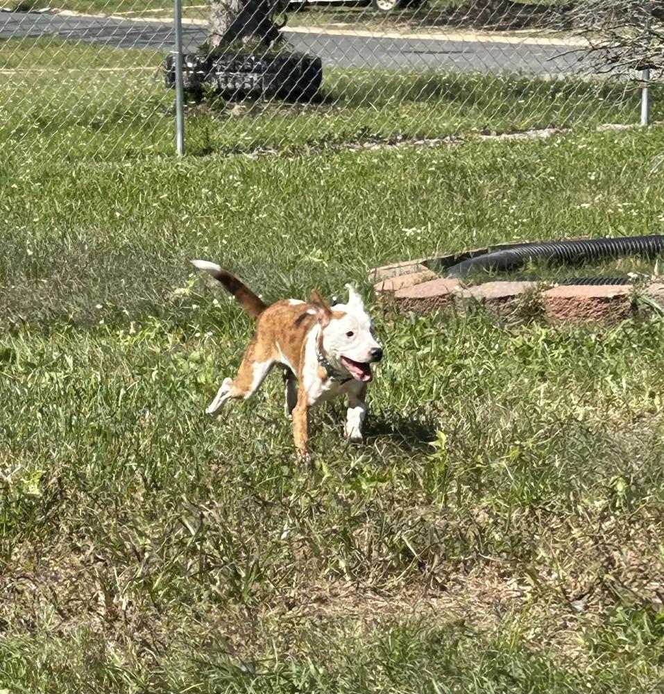 Dot, Adoptable, Young Male Terrier.