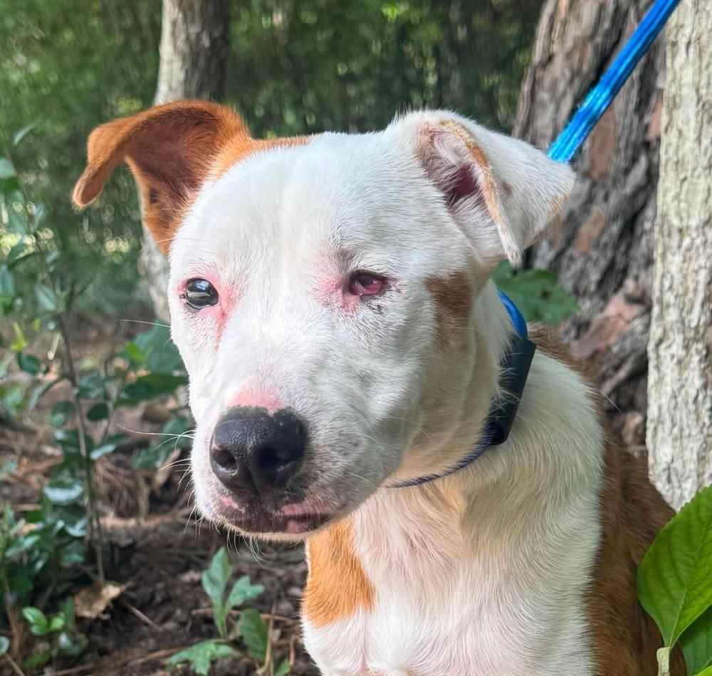 Enlarge Dot, a Adoptable mixed breed in Syracuse, NY image 2/6
