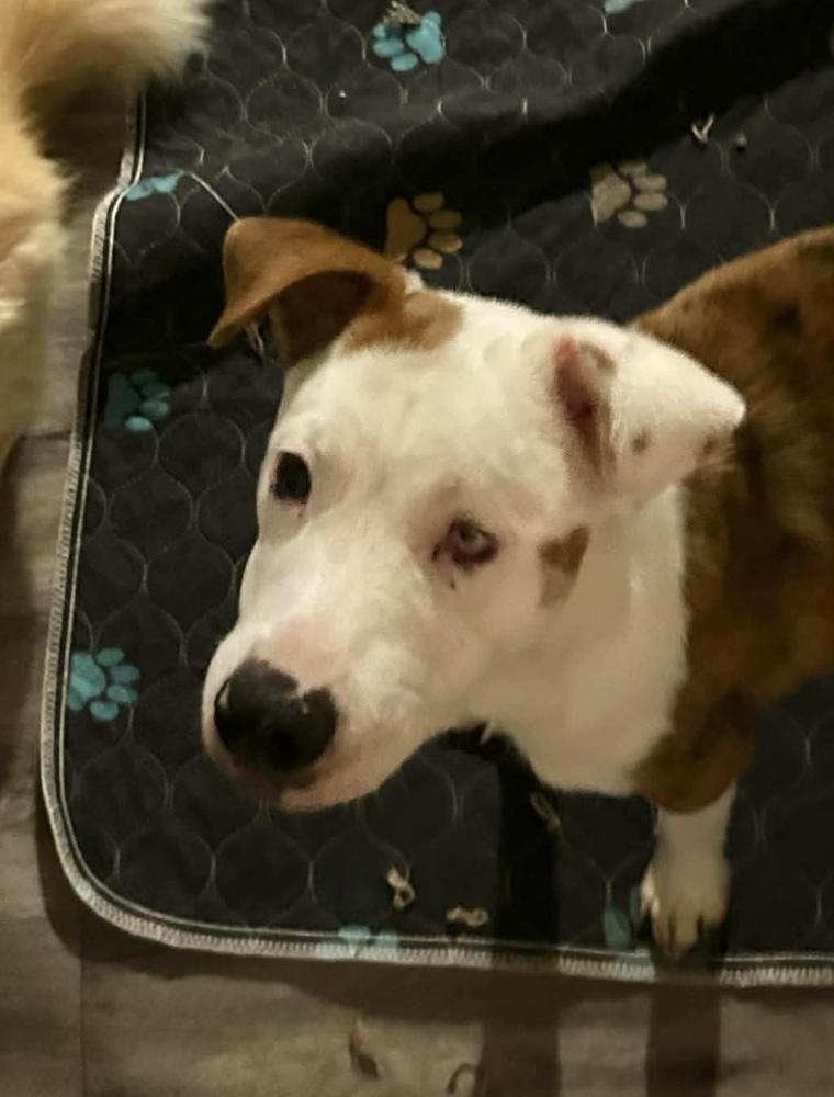 Enlarge Dot, a Adoptable mixed breed in Syracuse, NY image 2/5