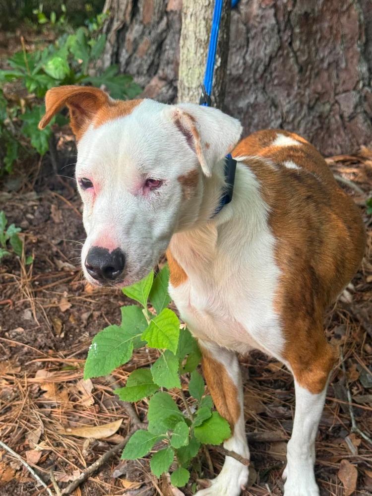 Dot, a Adoptable mixed breed in Syracuse, NY image 2/6