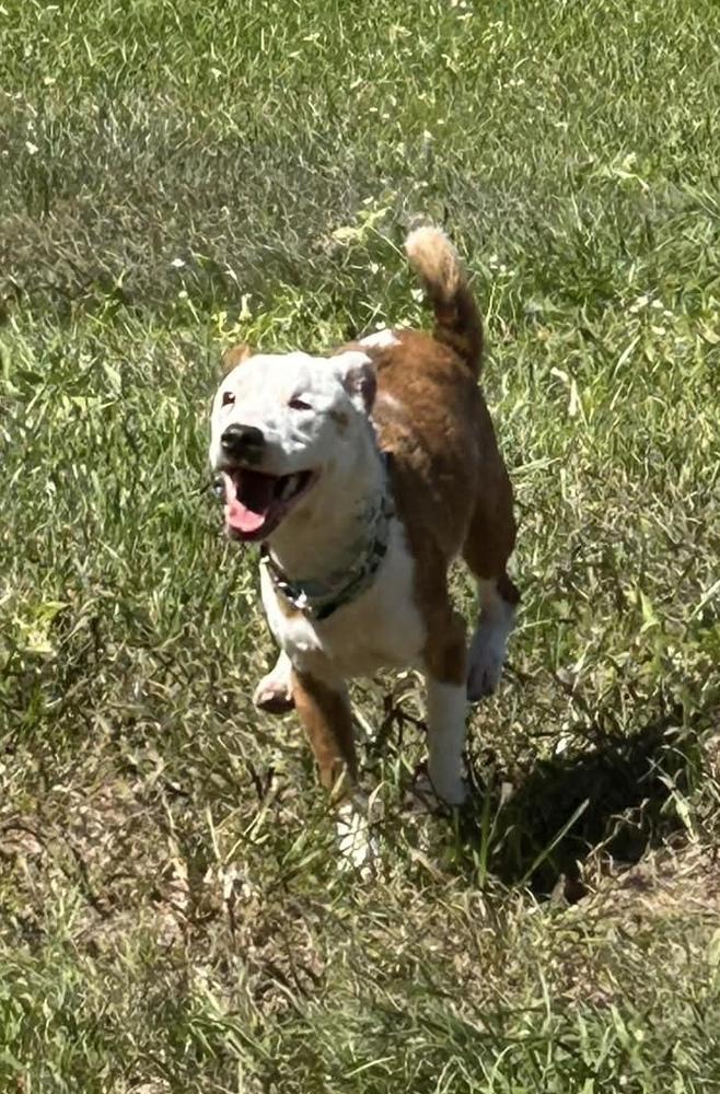 Enlarge Dot, a Adoptable mixed breed in Syracuse, NY image 3/5