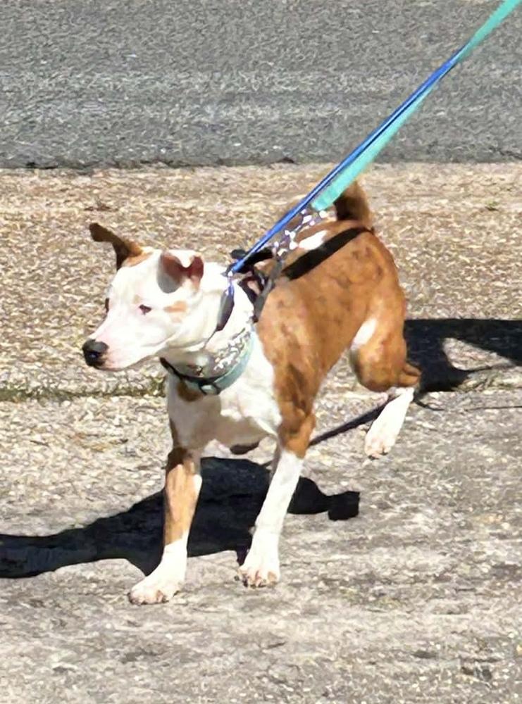 Enlarge Dot, a Adoptable mixed breed in Syracuse, NY image 4/5