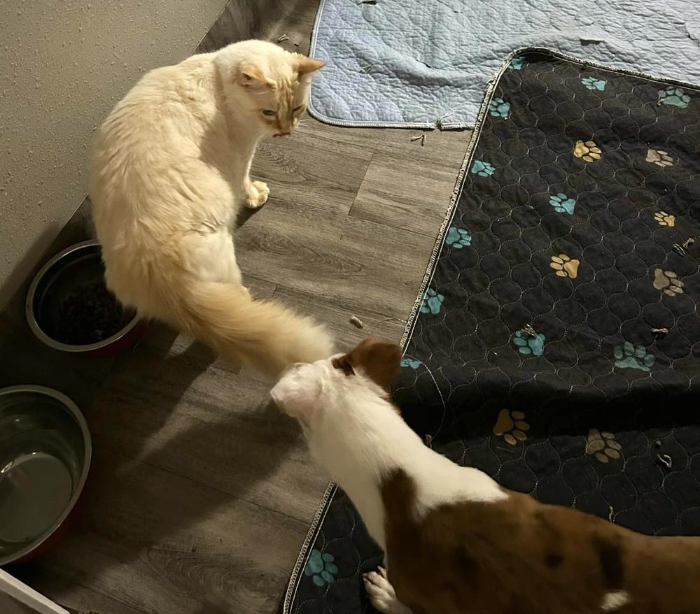 Enlarge Dot, a Adoptable mixed breed in Syracuse, NY image 5/5