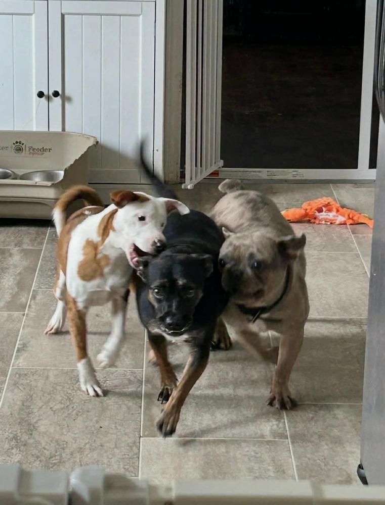 Enlarge Dot, a Adoptable mixed breed in Syracuse, NY image 3/6