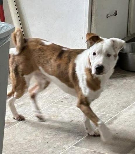 Enlarge Dot, a Adoptable mixed breed in Syracuse, NY image 4/6
