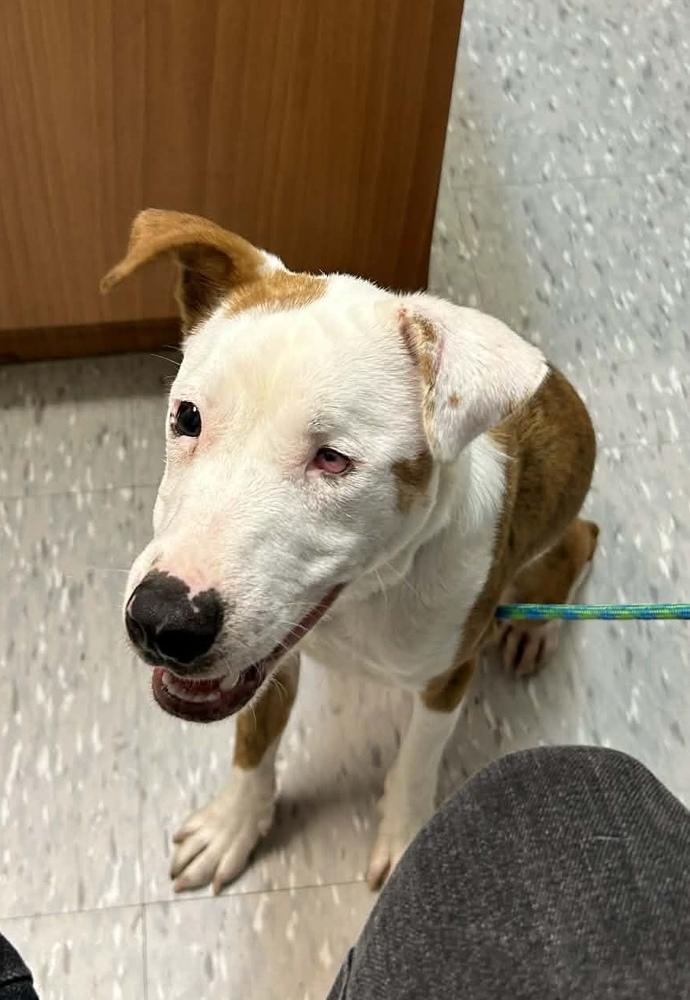 Enlarge Dot, a Adoptable mixed breed in Syracuse, NY image 4/6