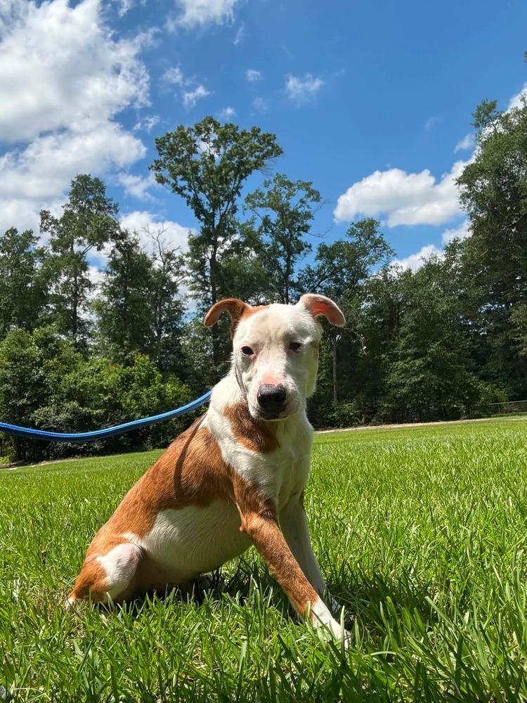 Dot, a Adoptable mixed breed in Syracuse, NY image 3/6
