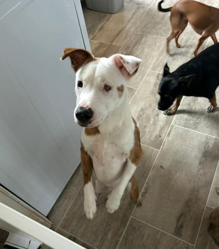 Enlarge Dot, a Adoptable mixed breed in Syracuse, NY image 5/6