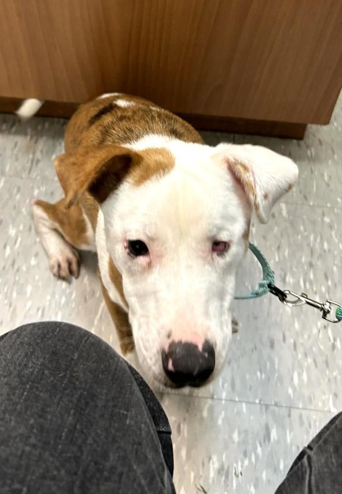 Enlarge Dot, a Adoptable mixed breed in Syracuse, NY image 6/6