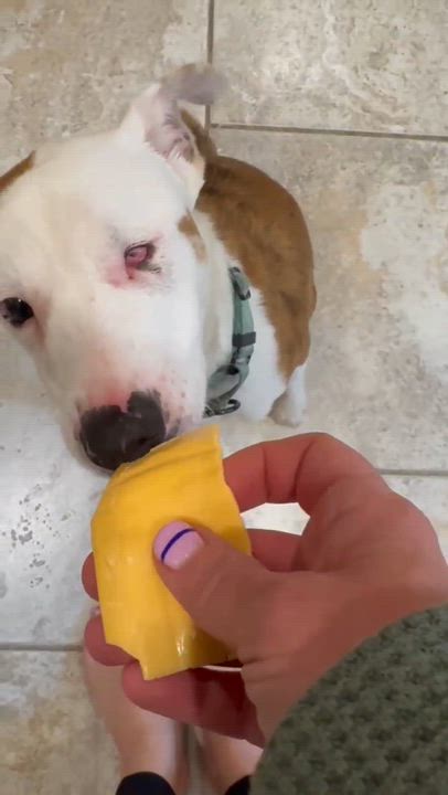 Enlarge Dot, a Adoptable mixed breed in Syracuse, NY video 4/6