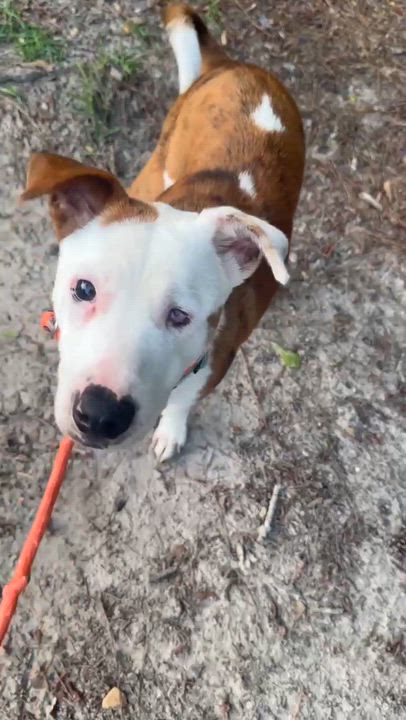 Enlarge Dot, a Adoptable mixed breed in Syracuse, NY video 5/6