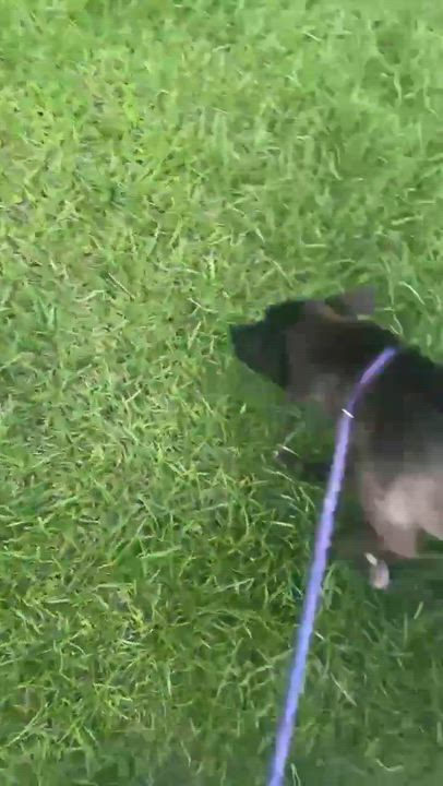 Enlarge Dot, a Adoptable mixed breed in Syracuse, NY video 6/6