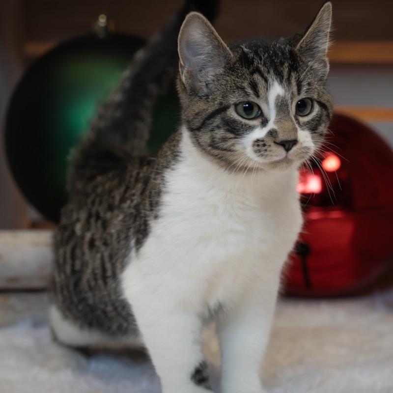 Enlarge S'mores, a Adoptable Domestic Short Hair in Zimmerman, MN image 1/3