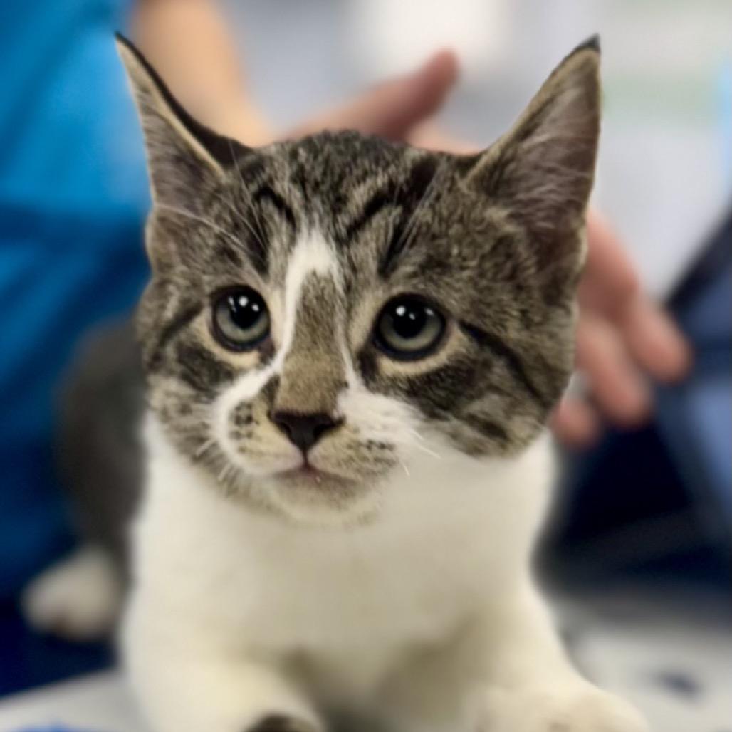Enlarge S'mores, a Adoptable Domestic Short Hair in Zimmerman, MN image 1/1