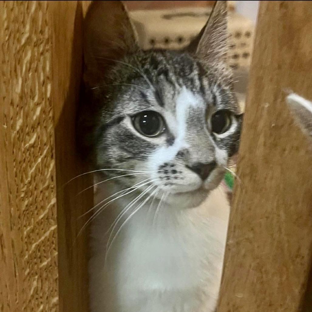 S'mores, a Adoptable Domestic Short Hair in Zimmerman, MN image 2/2