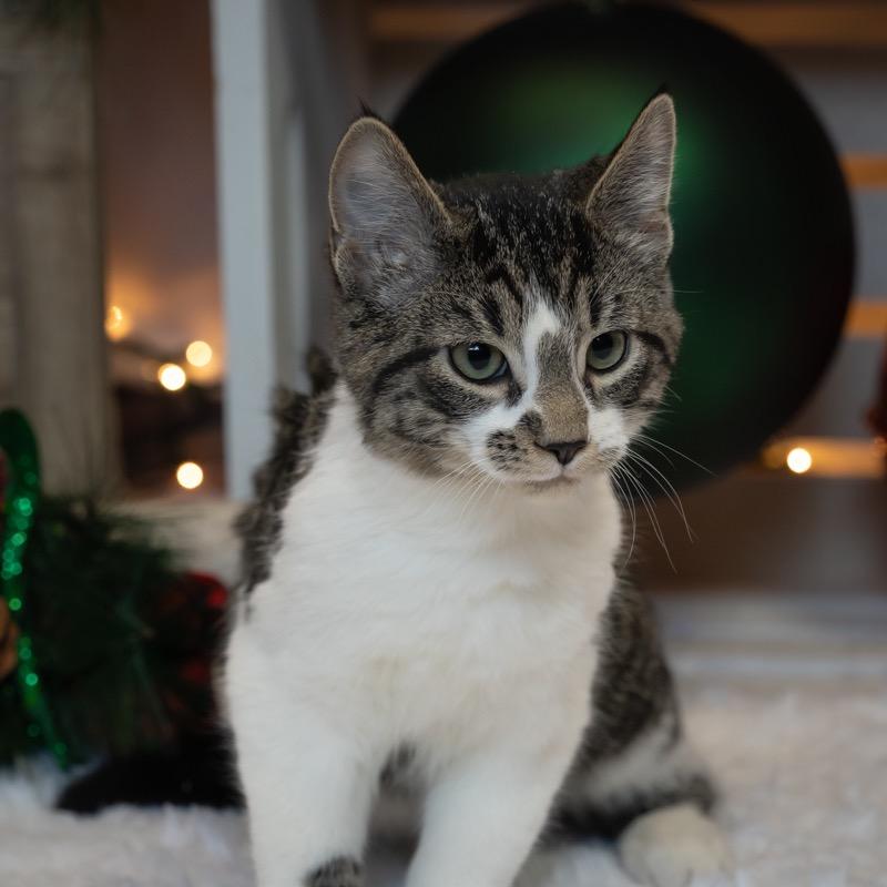Enlarge S'mores, a Adoptable Domestic Short Hair in Zimmerman, MN image 3/3