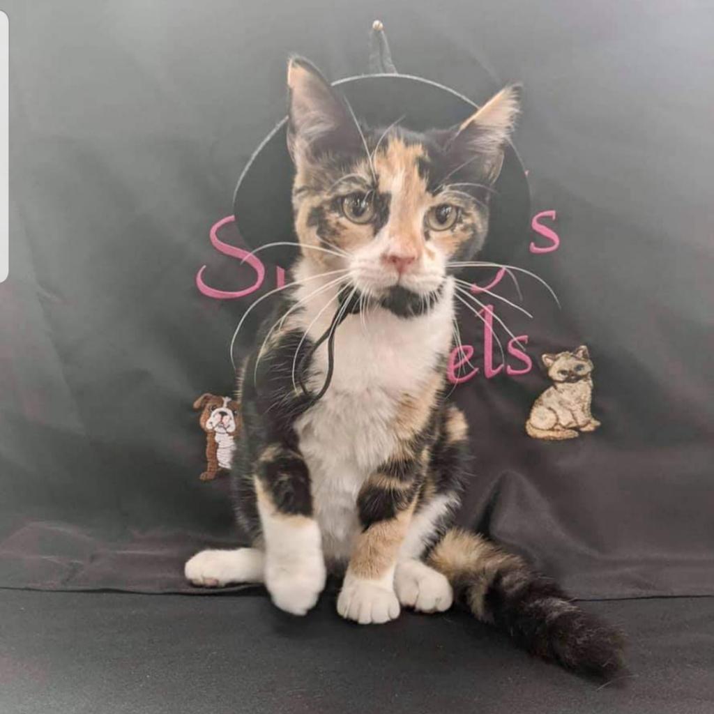 Enlarge Cocoa, a Adoptable Domestic Short Hair in Winchester, VA image 1/5