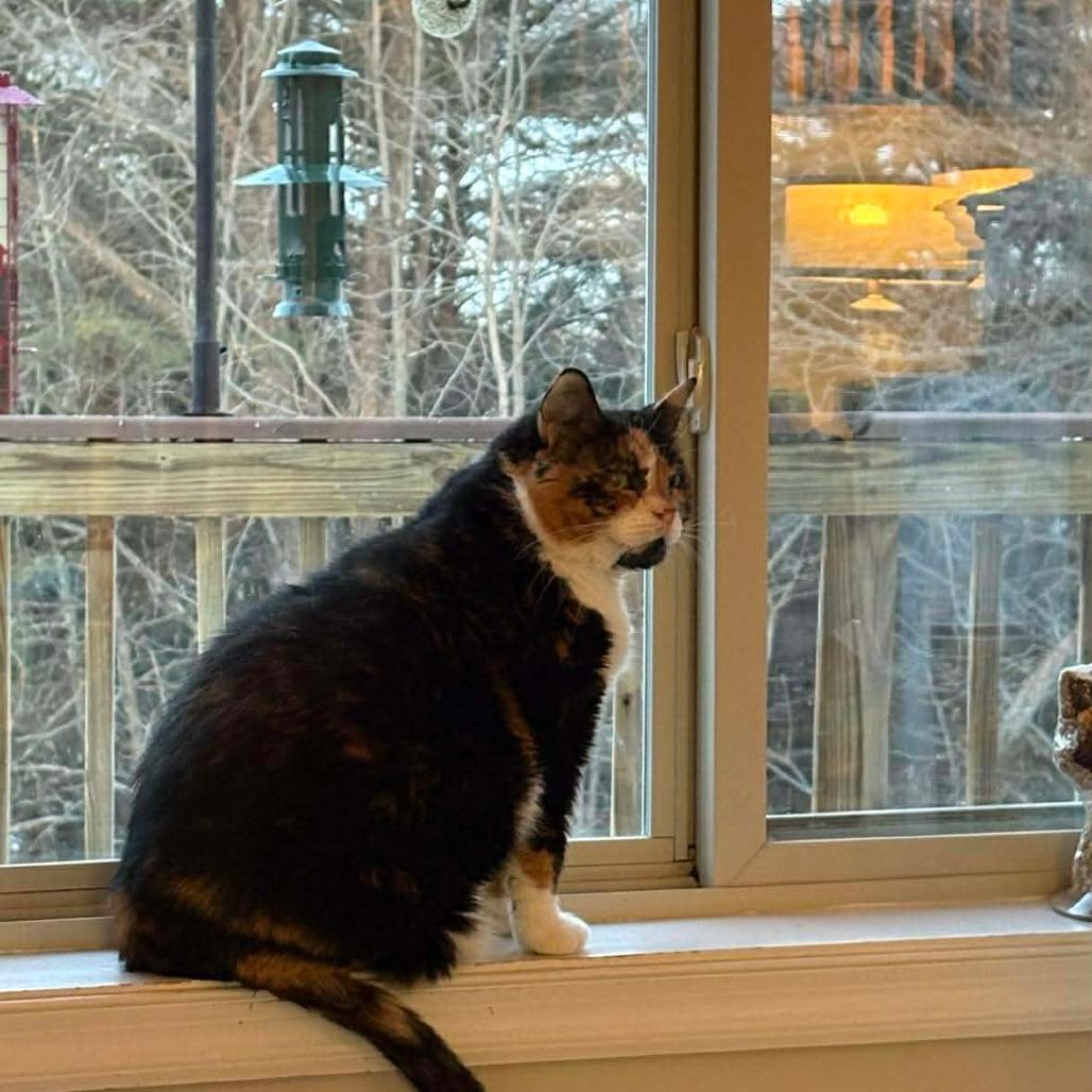 Cocoa, a Adoptable Domestic Short Hair in Winchester, VA image 2/6