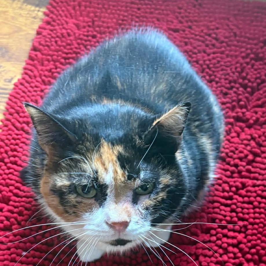 Enlarge Cocoa, a Adoptable Domestic Short Hair in Winchester, VA image 2/5