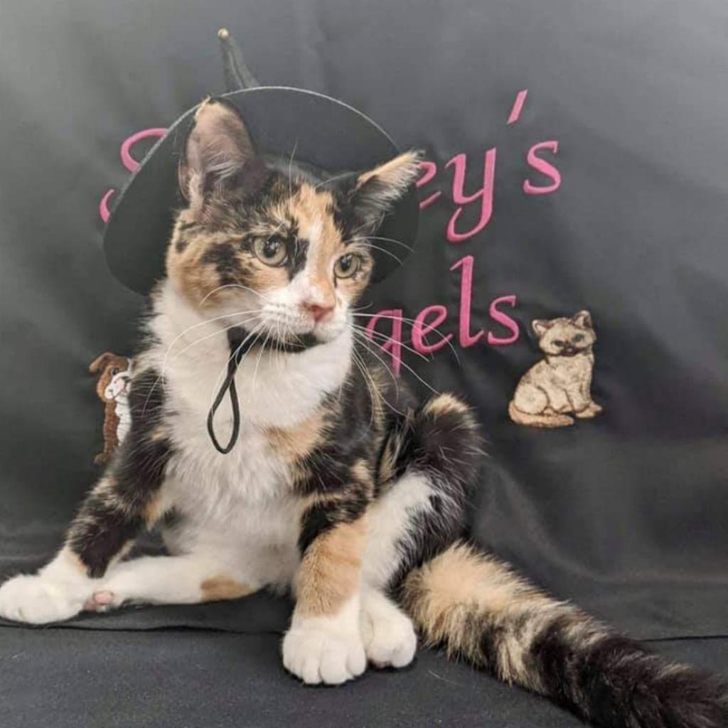 Enlarge Cocoa, a Adoptable Domestic Short Hair in Winchester, VA image 3/5