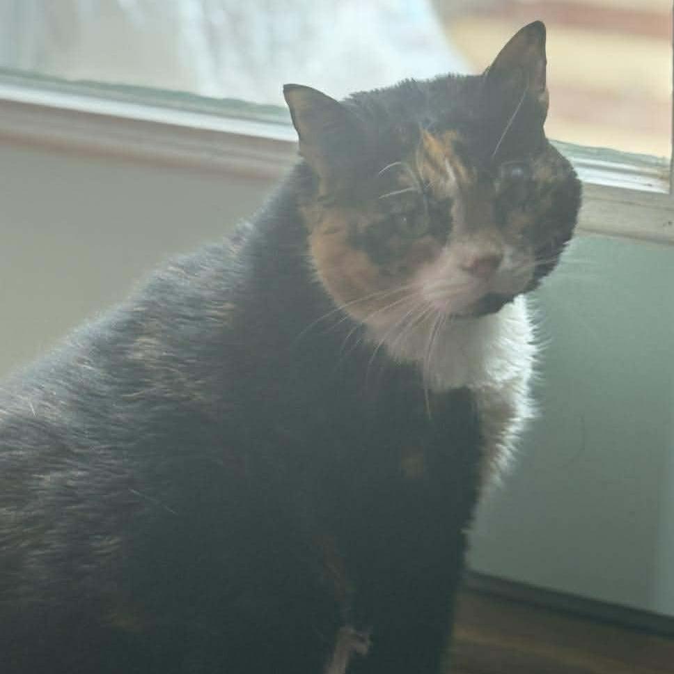 Enlarge Cocoa, a Adoptable Domestic Short Hair in Winchester, VA image 5/5